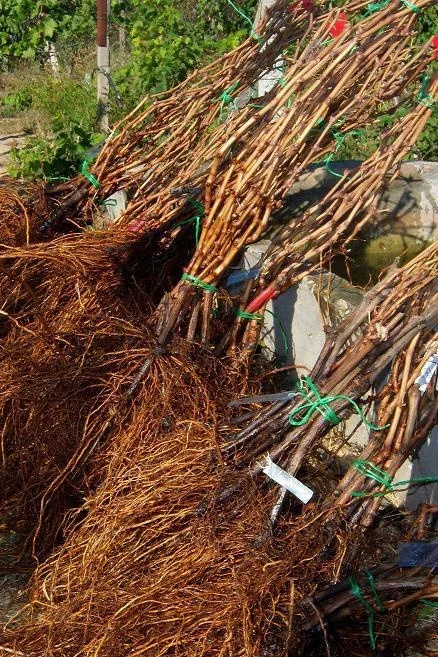 Кыргызстанга Өзбекстандан дээрлик 83 миң көчөт киргизилген жок