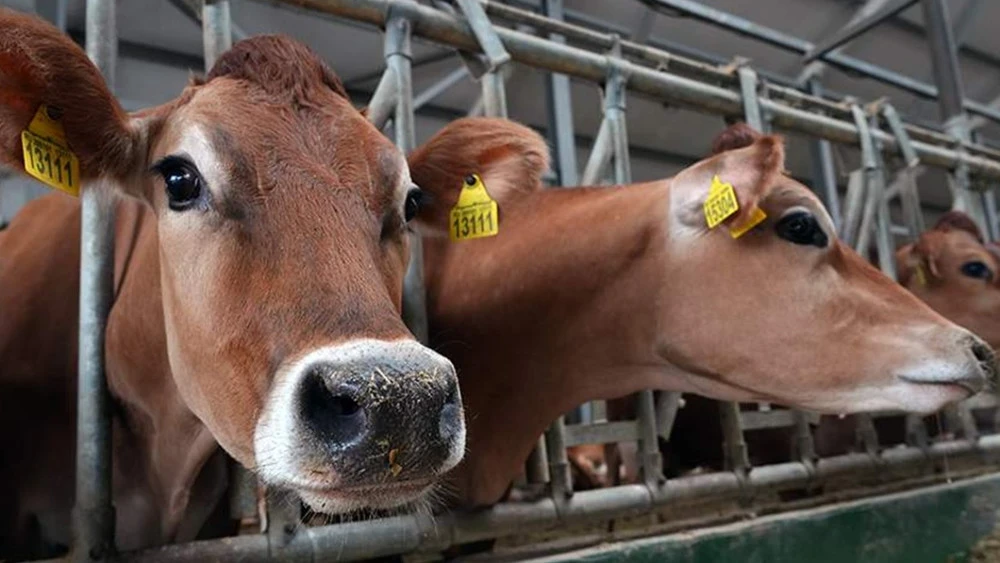 В Новосибирской области РФ ввели режим ЧС после протестов фермеров из-за массовой конфискации скота