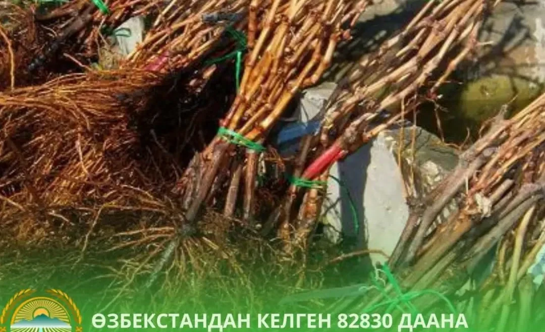 Nearly 83 thousand seedlings from Uzbekistan returned back