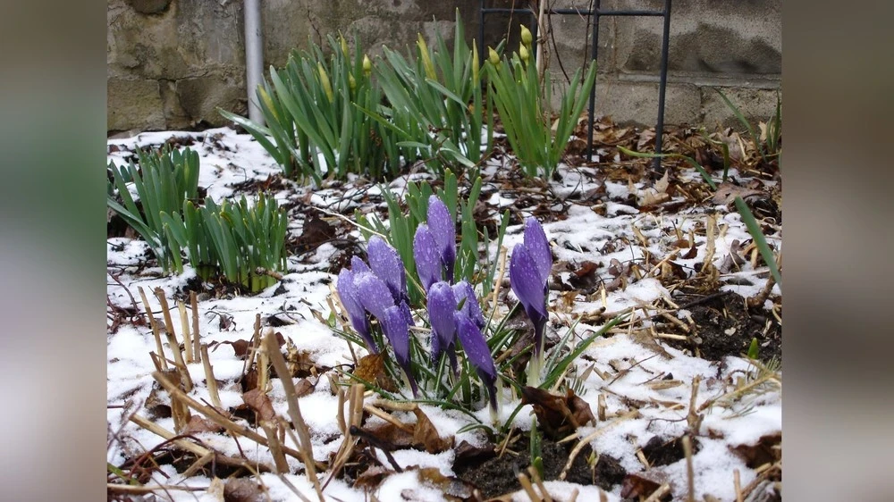 In Mongolia, it will warm up on March 18.
