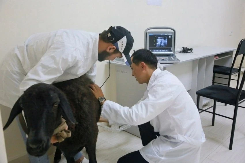 Кыргызстанда 1 миңден ашык ветеринар жетишпейт