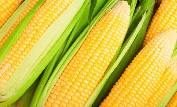 Кыргызстан биринчи жолу Кытайга кукуруз экспорттоду