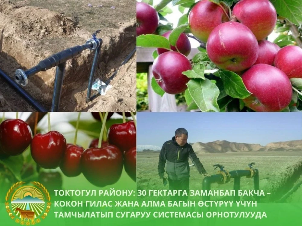 Токтогул районунда үлгү интенсивдүү бакчачылык долбоору ишке киргизилди