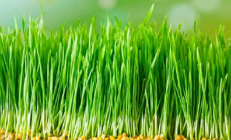 Сумолёк – терпелүүлүктүн жана үмүттүн даамы