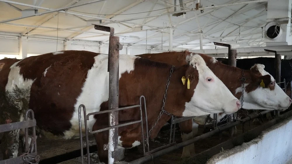 Казакстан Россиядан жаныбарларды киргизүү жана транзиттөө боюнча чектөөлөрдү киргизди, - Ауыл чарба министрлиги эпизоотикалык кырдаалдын татаалдыгына байланыштуу