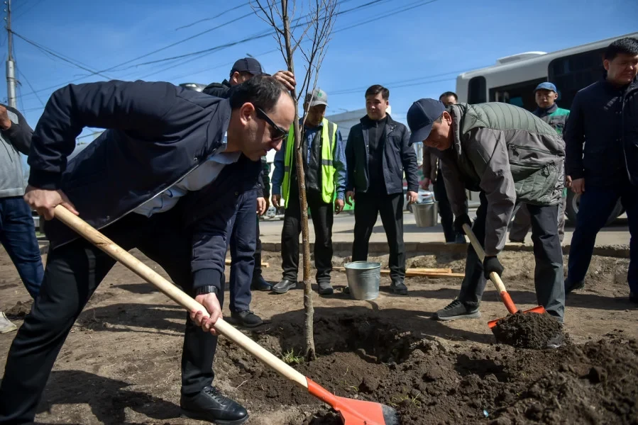 В Бишкеке высадили деревья на Ауэзова, мэр дал ряд поручений по благоустройству