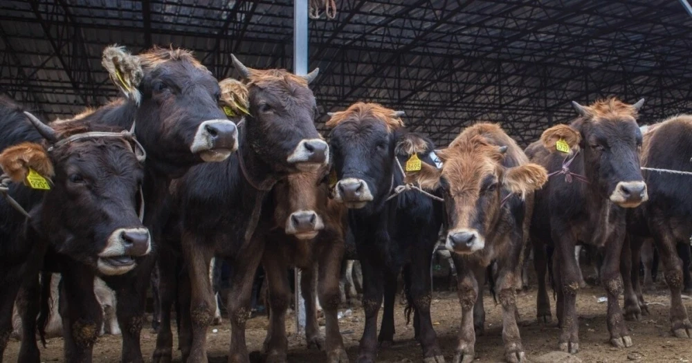 В Чуйской области и Бишкеке запускают мясной кластер на 1,5 миллиарда сомов