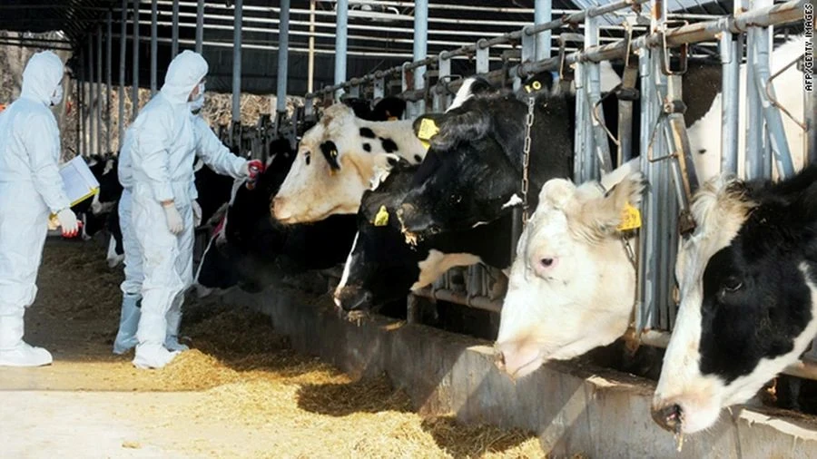 Preventive Measures. Kazakhstan Restricts Import and Transit of Feed and Animals from Russia