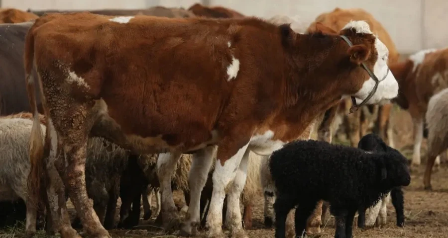 В Казахстане пройдет массовая вакцинация скота