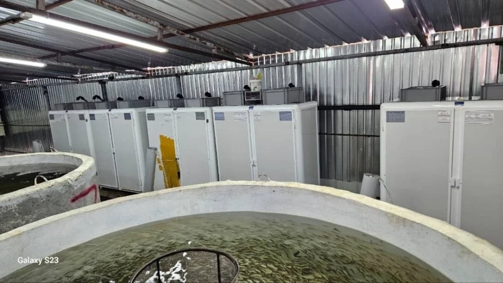 Четыре миллиона мальков выпустили в озеро Сон-Куль