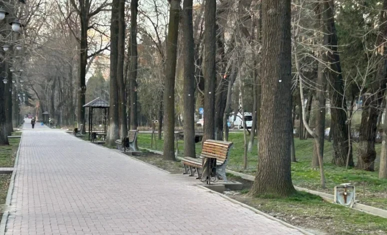 Массовой вырубки на бульваре Эркиндик нет. Проводится инвентаризация - мэрия