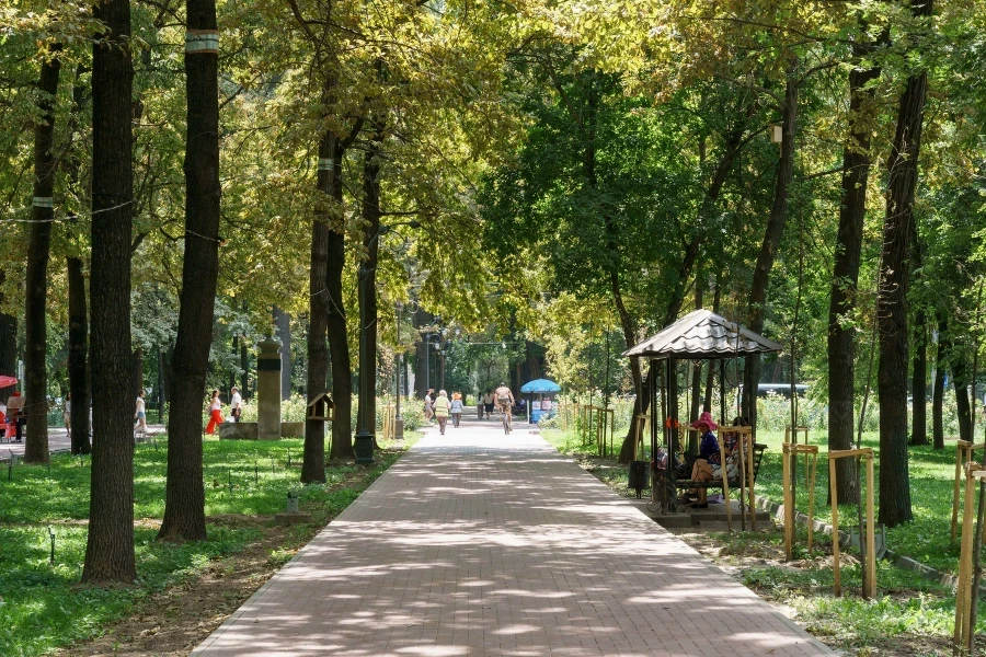 Мэрия Бишкека опровергла вырубку деревьев на бульваре Эркиндик