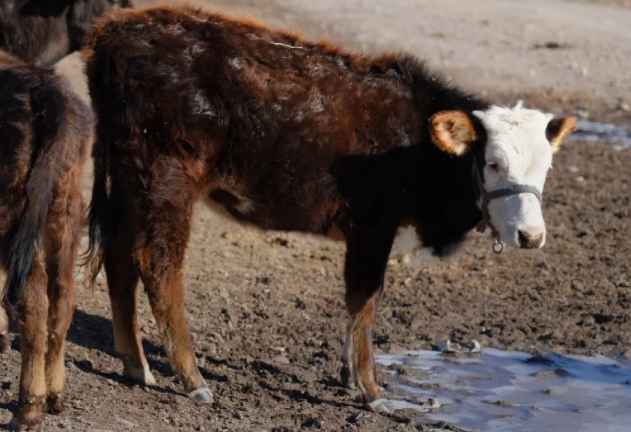Глава Минводсельпрома в Нарыне: Больной скот изолировать