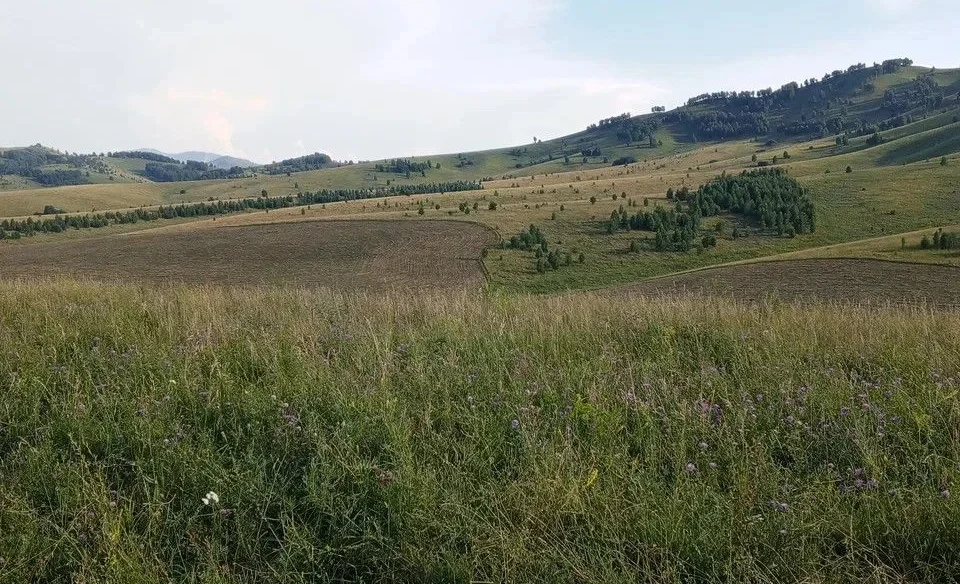 В Чуйской области выявлено нецелевое использование сельскохозяйственных земель
