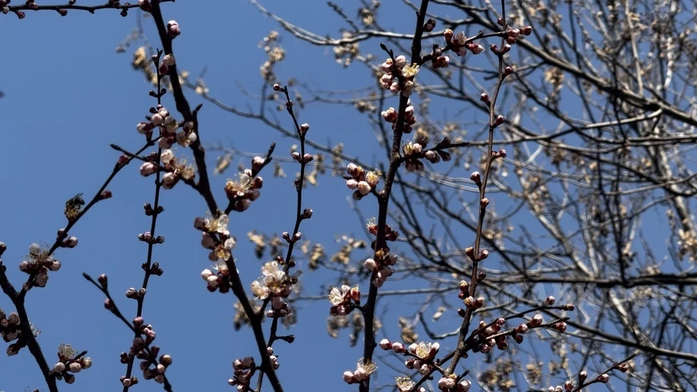 Жара до 32 градусов. Синоптики рассказали о погоде в Узбекистане до конца рабочей недели