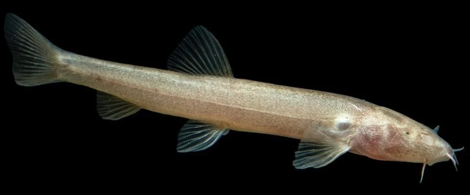 Ихтиологи описали 309 новых видов пресноводных рыб в 2025 году