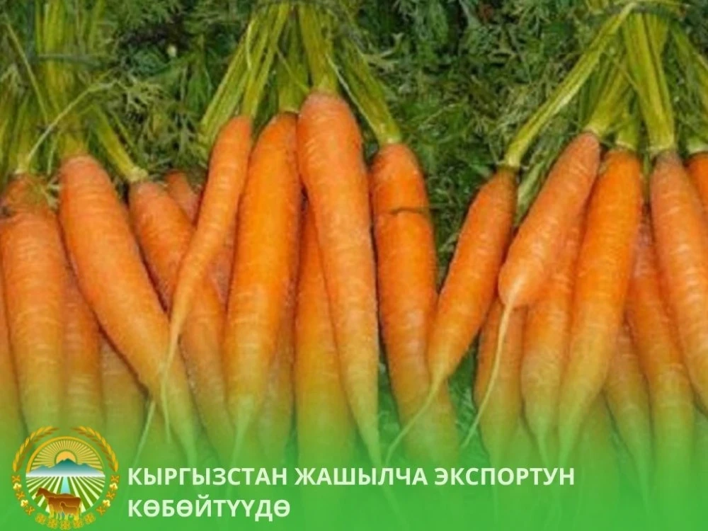 Кыргызстан начал поставки свежей моркови в Пермский край
