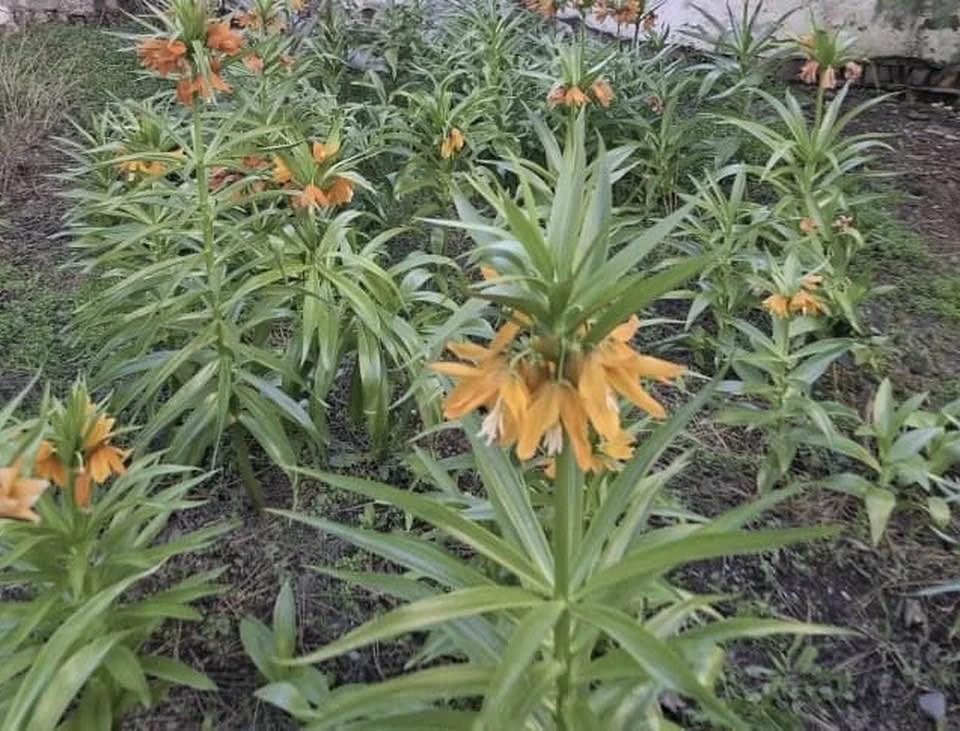 Former head of the State Penitentiary Service raised a red-listed Aigul in Bishkek