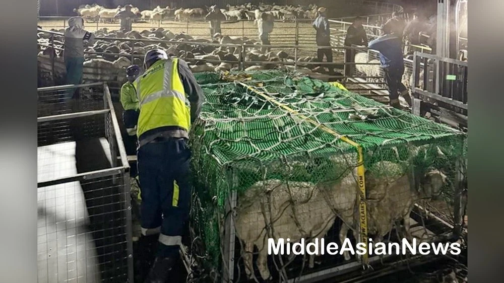 Cooperation between Uzbekistan and Mongolia in Animal Husbandry Continues to Grow