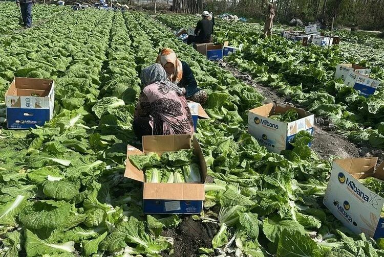 Фермеры Аравана собрали первый урожай пекинской капусты для экспорта в Россию