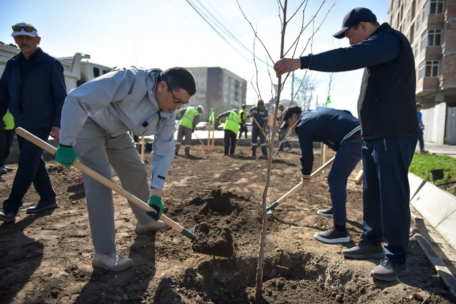 More than 93 thousand trees will appear in Bishkek
