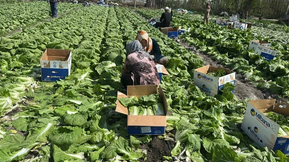 Kyrgyzstan has begun exporting new crop Beijing cabbage to Russia