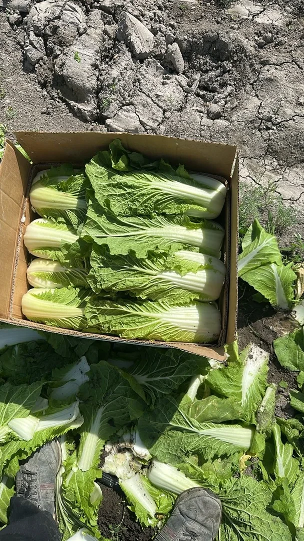 In the Aravan district, the first harvest of Chinese cabbage has begun.