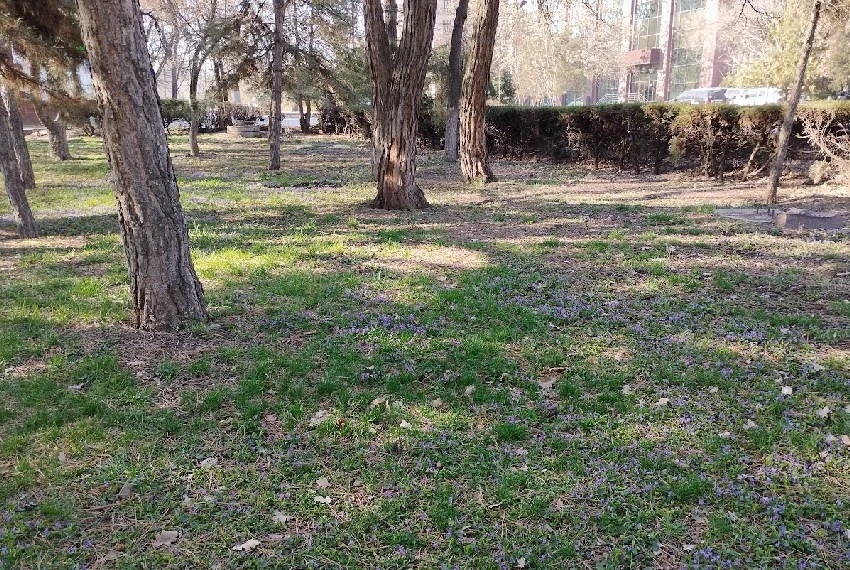 Morning at Issyk-Kul and Spring Bishkek. Photos and Videos from 24.kg Readers