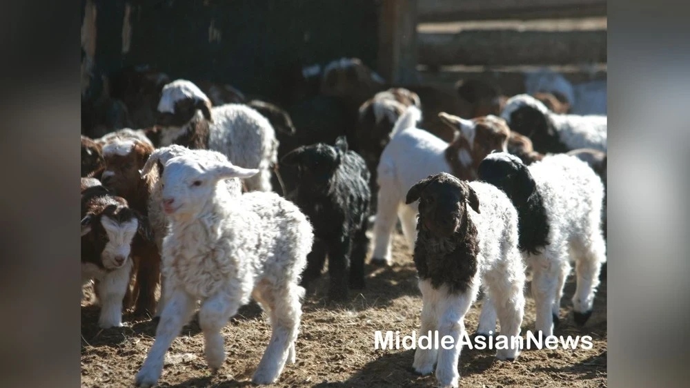 По состоянию на март было зарегистрировано 238 тысяч новорожденных животных