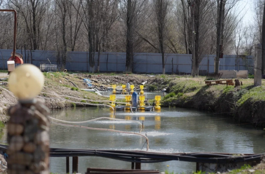 Кыргыз форели брендге айланат