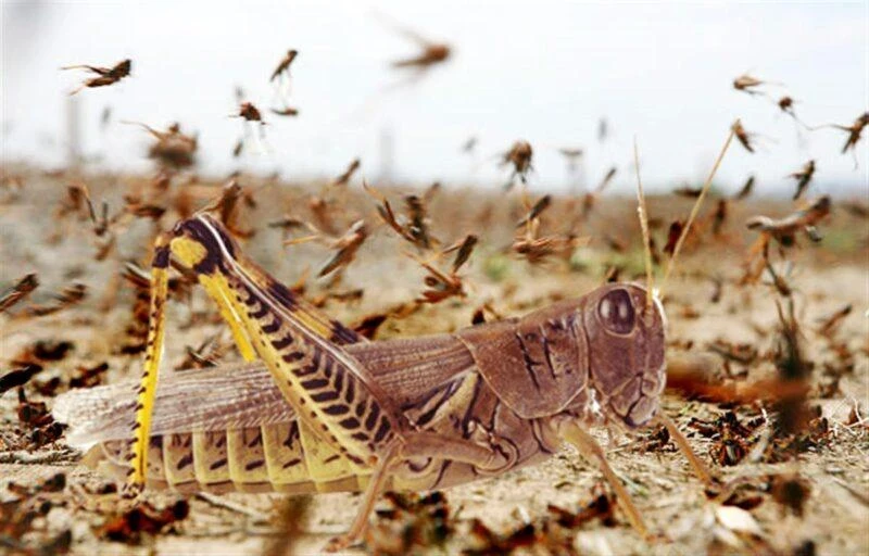 Саранча зыянкечтеринин өнүгүшүнө байланыштуу эскертүү ТМД өлкөлөрүндө күчүнө кирди