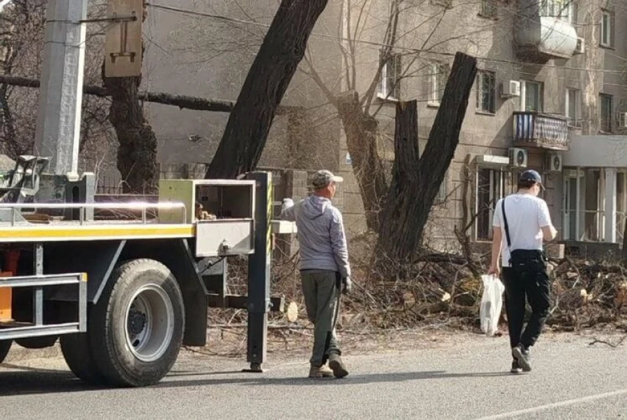 Tree Cutting in Bishkek: The Togolok Moldo Park is Being Demolished