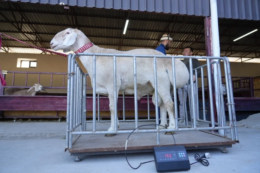 Кыргызстанга кой эмбриондорун муздатуу боюнча заманбап лаборатория керек