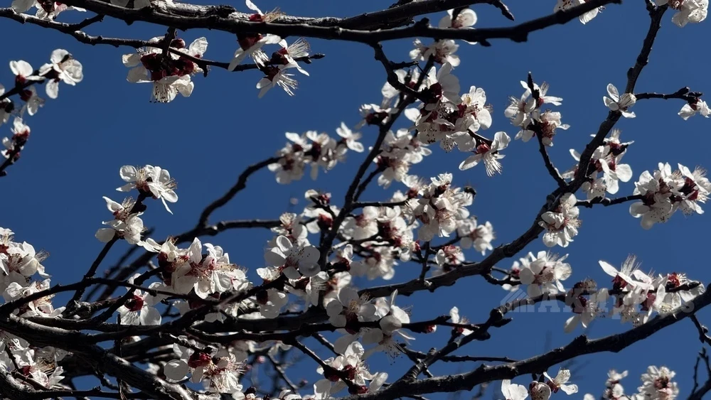 Какой будет погода в Узбекистане в апреле