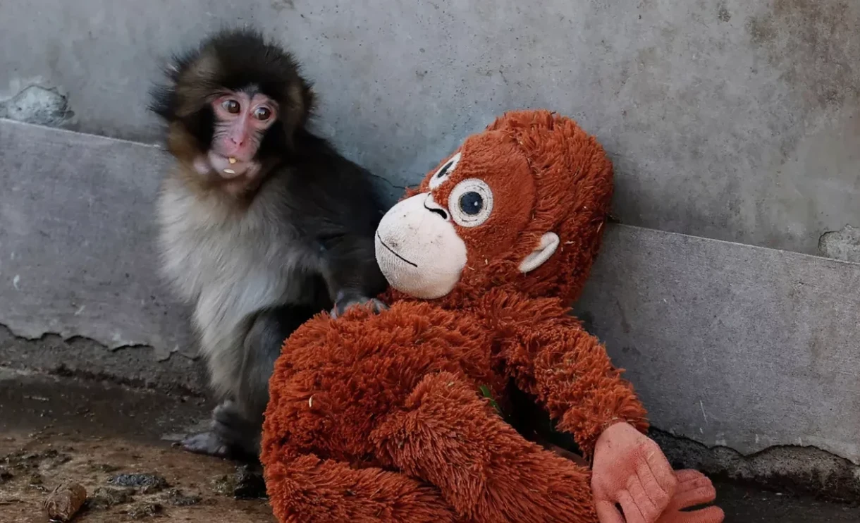 Число посетителей зоопарка в Японии удвоилось из-за интереса к макаке Панти