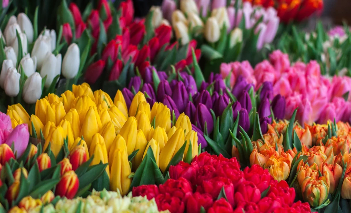 Флорист 8-Марттан кийин тюльпандардын өмүрүн узартуу боюнча кеңештерди берди