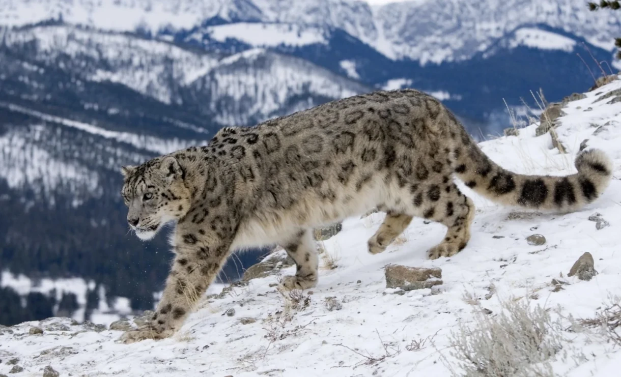The number of snow leopards in Kyrgyzstan has exceeded 550 individuals – Ministry of Natural Resources