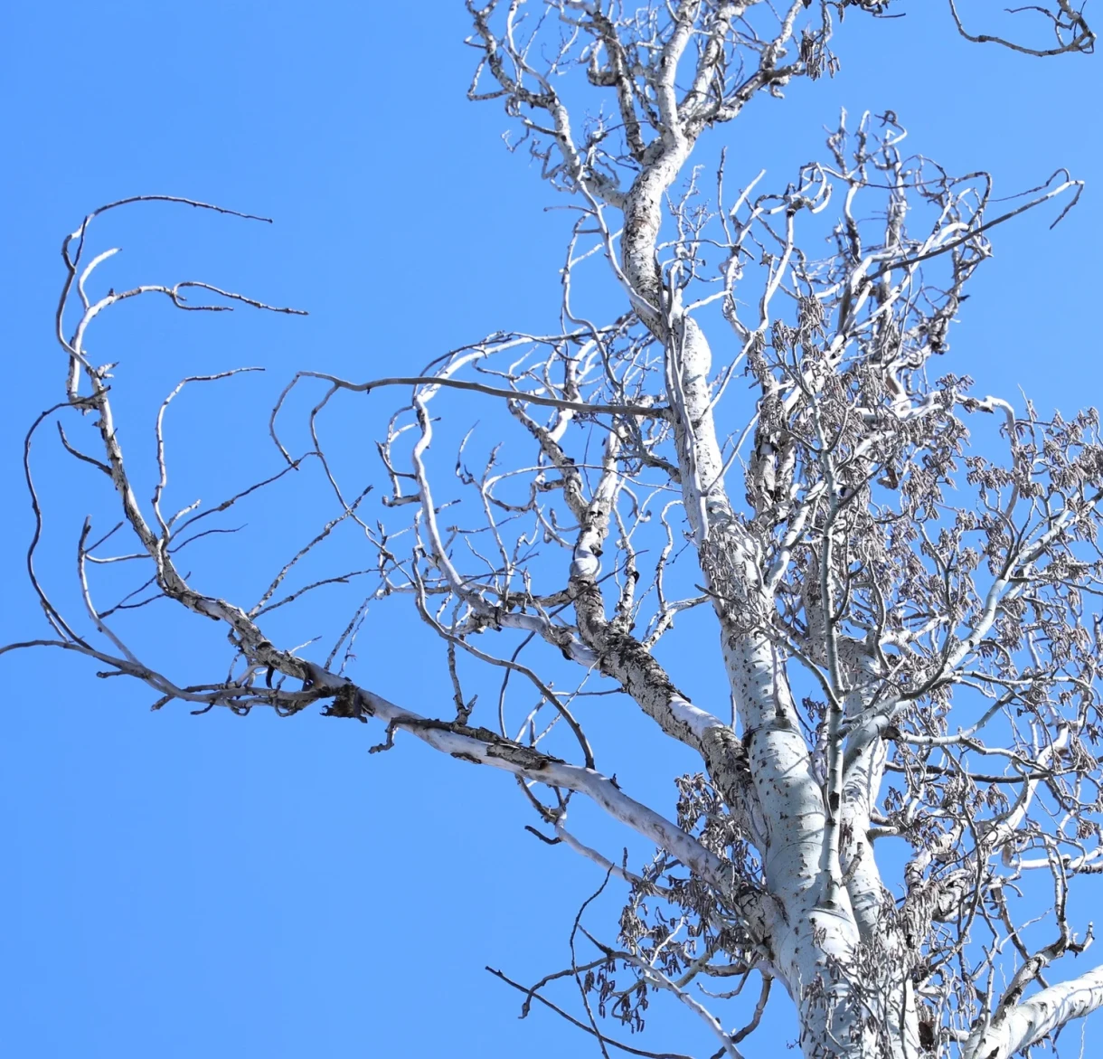 Residents of Bishkek Concerned About the Cutting Down of Poplars Near the Ministry of Internal Affairs Building. The Agency Responded