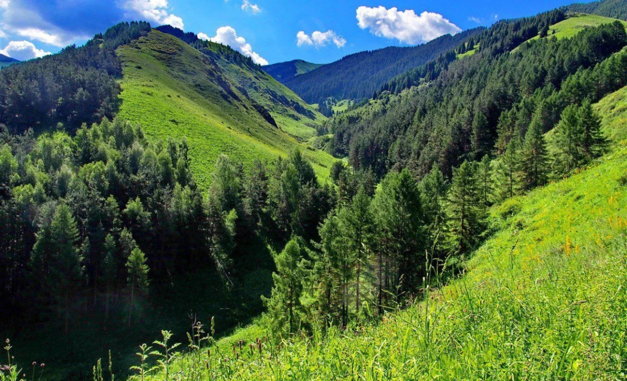 More than 25,000 new trees planted in protected areas of Kyrgyzstan