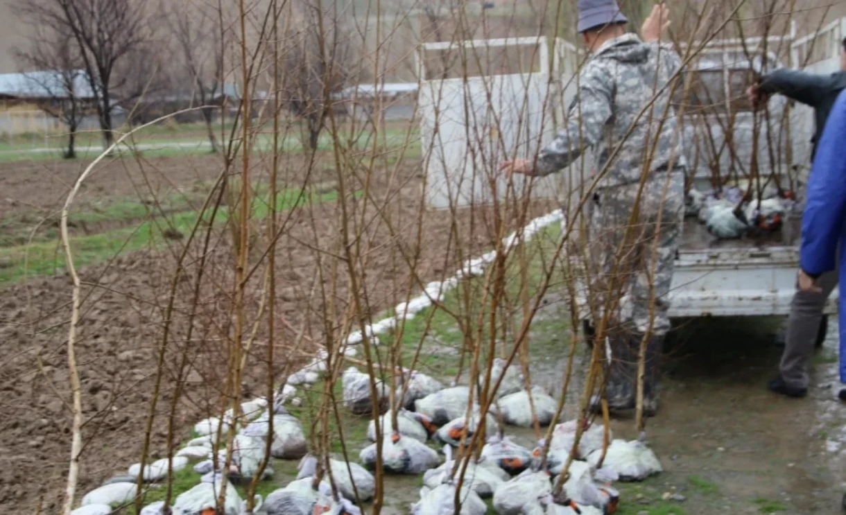 Green Legacy. In Kyrgyzstan, 70% of the planted saplings have taken root.