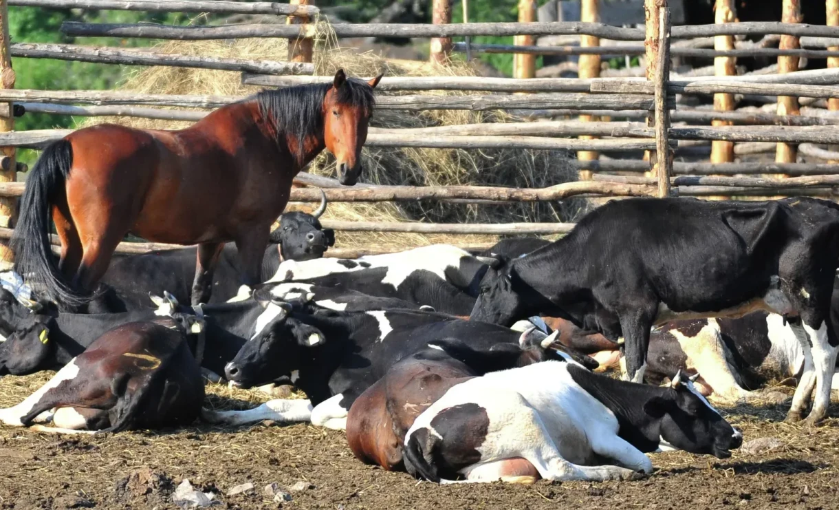 The epizootic situation is stable: no cases of animal diseases have been recorded since the beginning of the year.