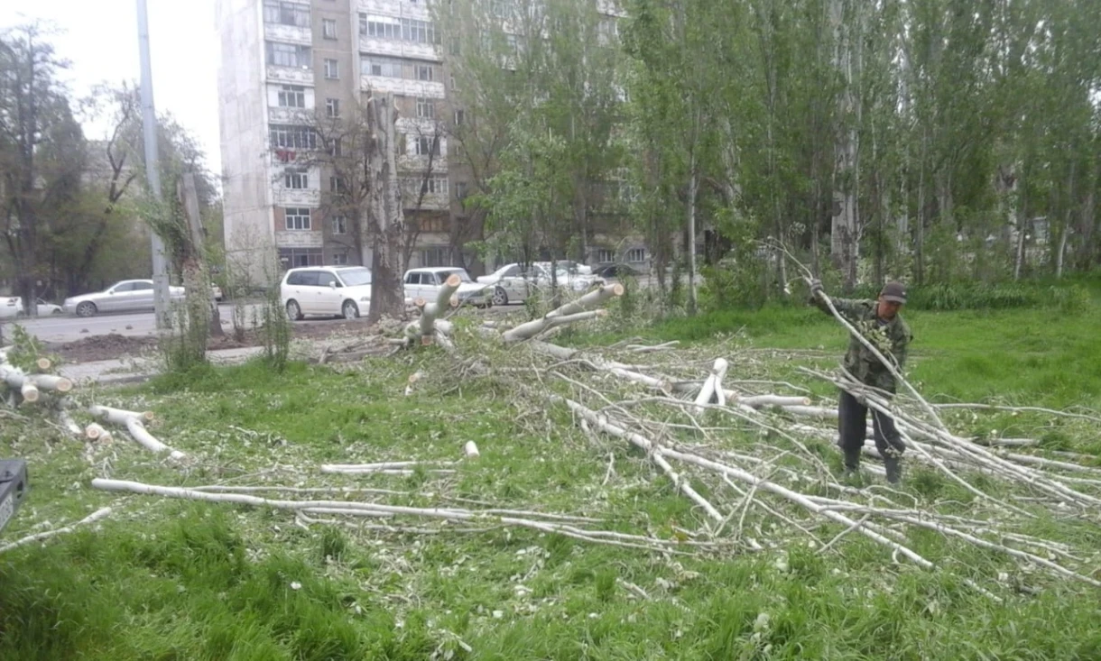 Ауэзов көчөсүндө кургак тополдорду кесет. Бишкек мэриясы ал жерде оазис түзүүгө убада берди