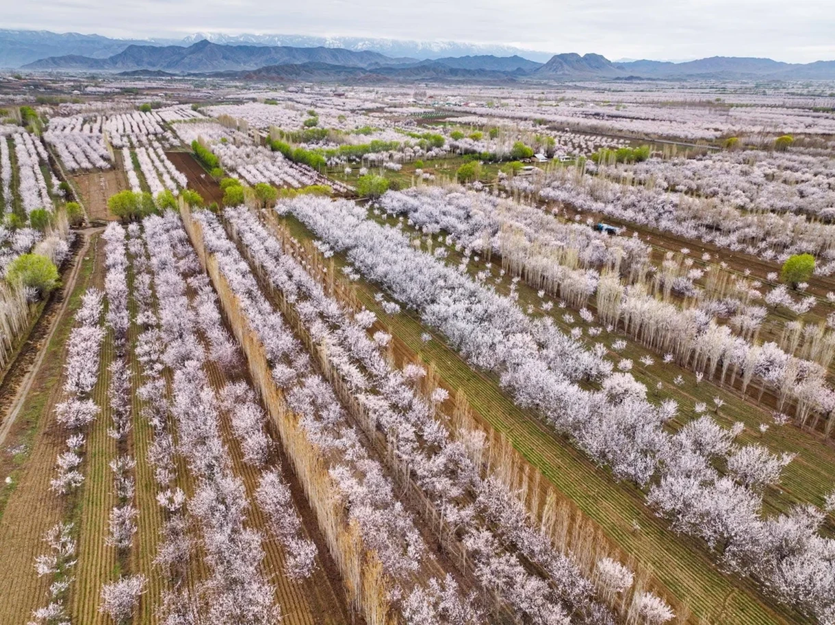 Баткен утопает в цвету: зацвели абрикосовые сады