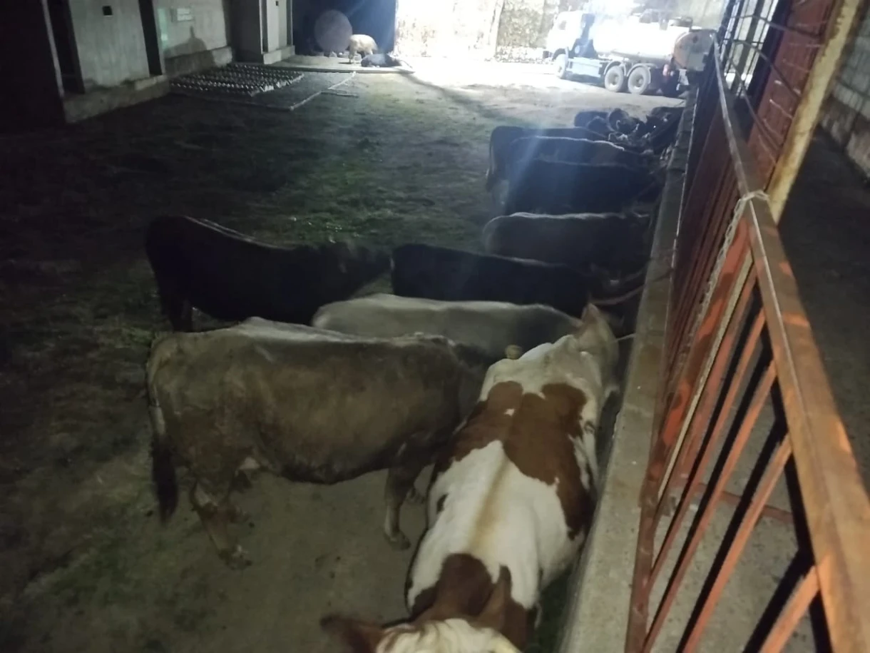 Пограничники пресекли серию попыток незаконного вывоза скота в Таджикистан