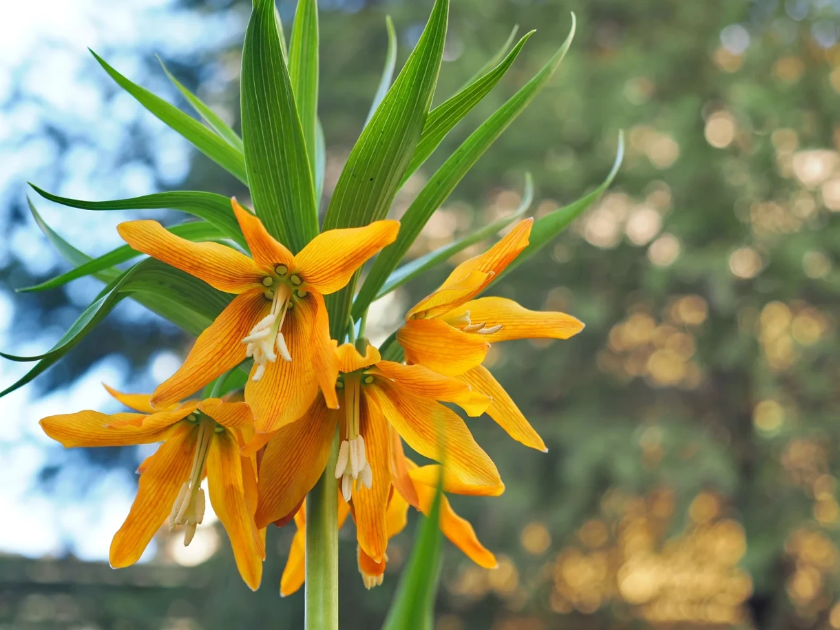 The rare flower Aigul has bloomed in Bishkek