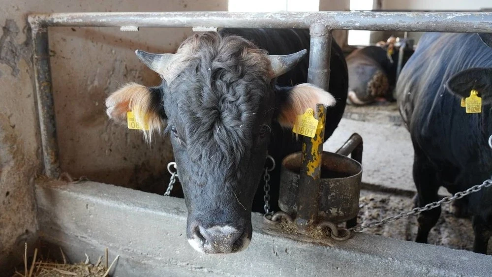 A new strain of foot-and-mouth disease has been detected in China.