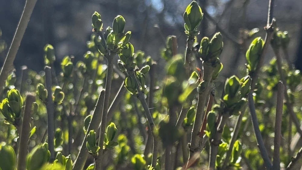 Дожди ожидаются в Казахстане в выходные