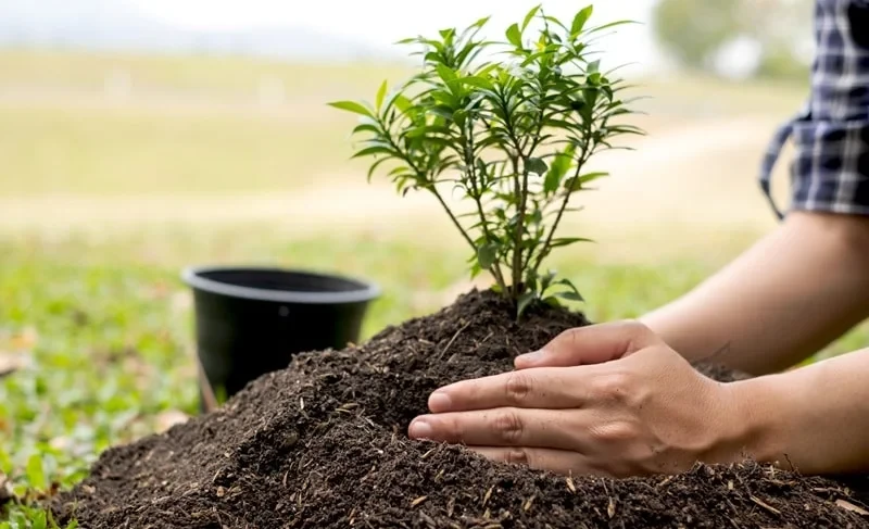 More than 600 seedlings will be planted at the reclaimed Uchara cemetery in Osh.