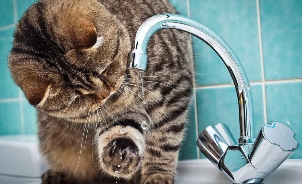 In part of Bishkek, there will be no water on April 9 – map