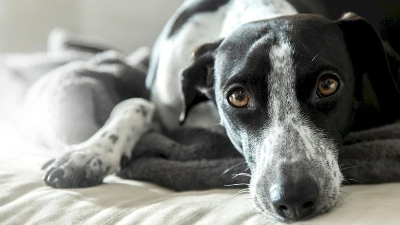 Scientists: Dogs Became Man's Best Friend Much Earlier Than Previously Thought